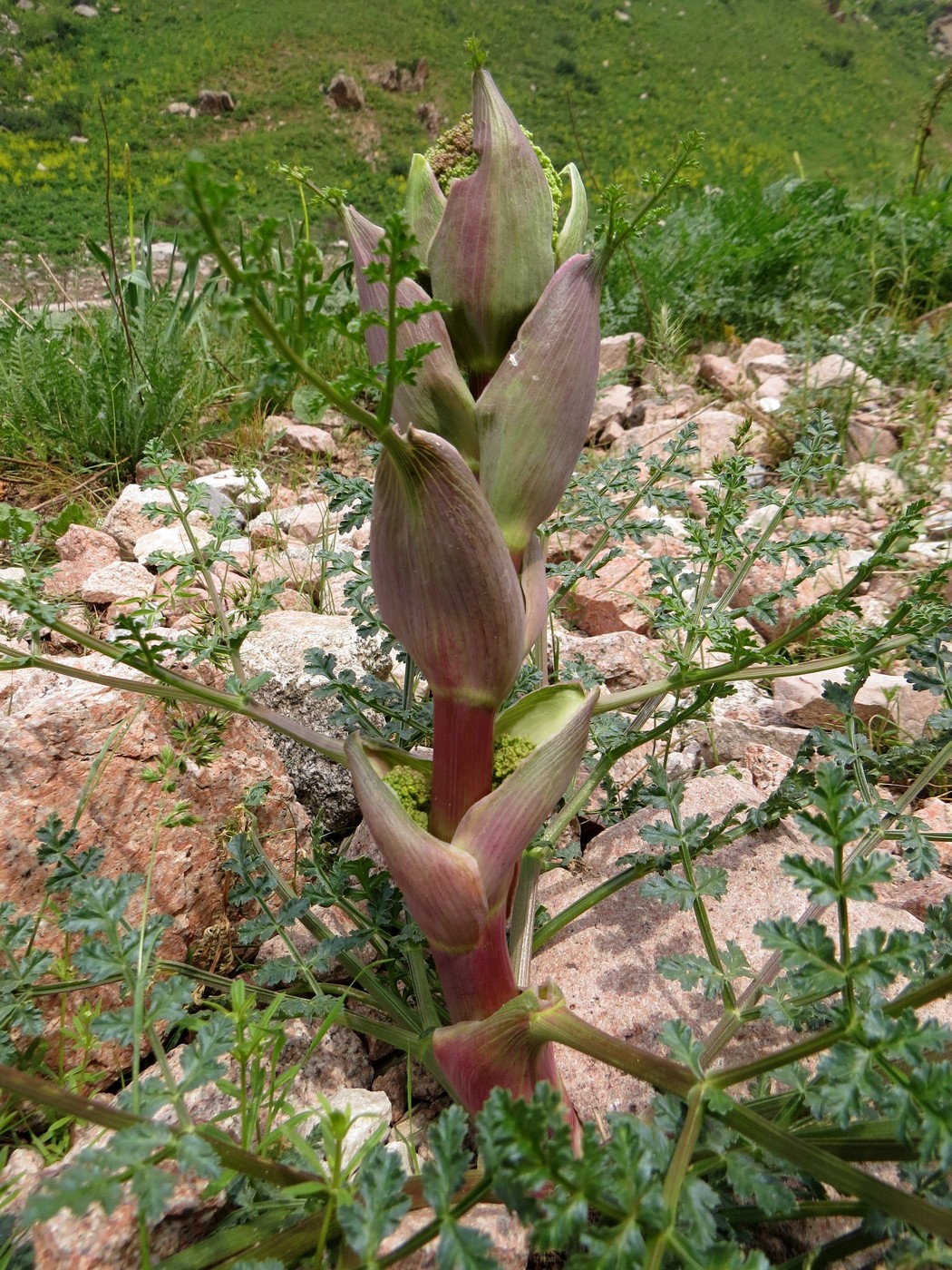 Изображение особи Ferula samarkandica.