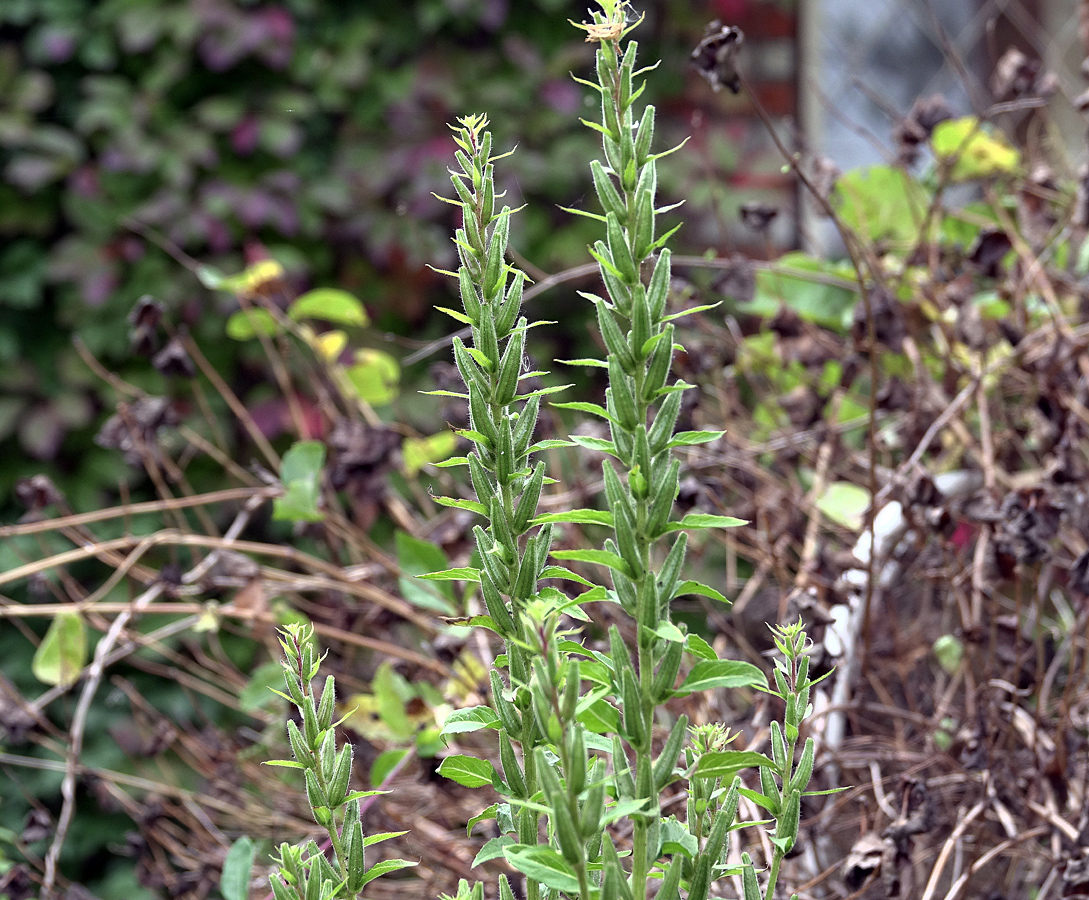 Image of Oenothera rubricaulis specimen.