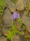 Lactuca sibirica