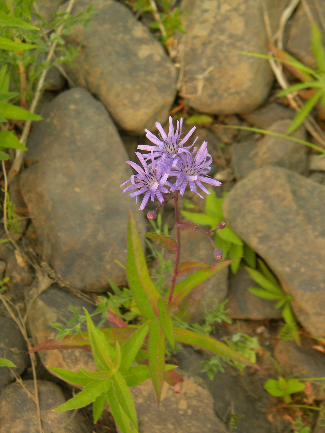 Image of Lactuca sibirica specimen.