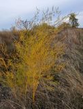 Asparagus officinalis. Плодоносящее растение. Тульская обл., Узловский р-н, Романцевские горы, луг. 03.10.2020.