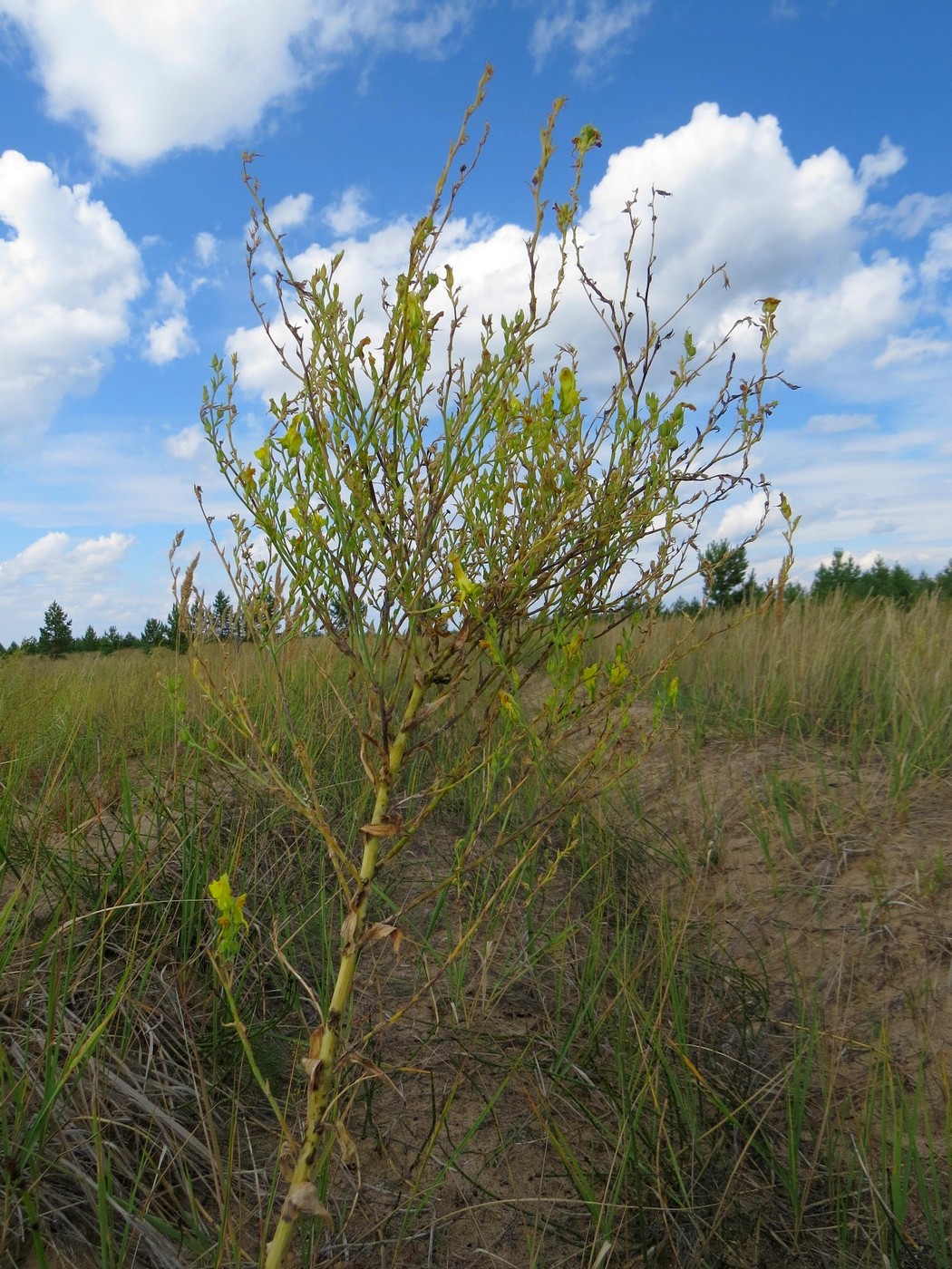 Image of Linaria genistifolia specimen.