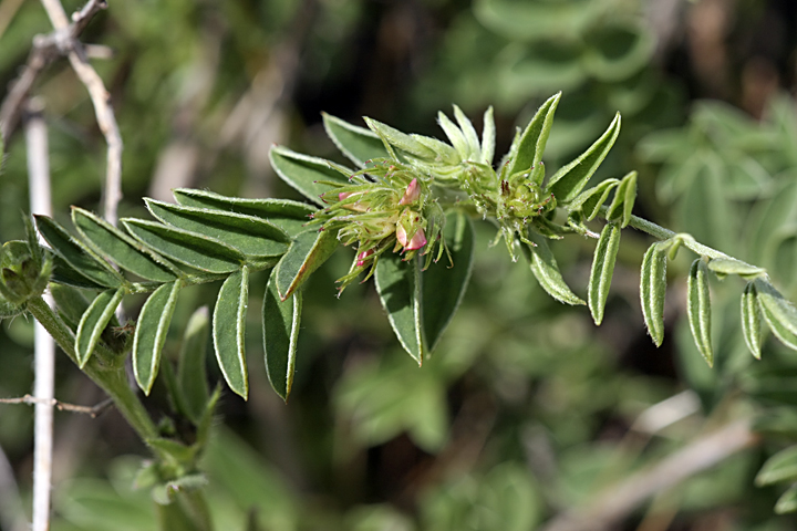 Image of genus Hedysarum specimen.