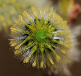 Salix rorida