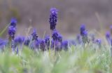 Muscari neglectum