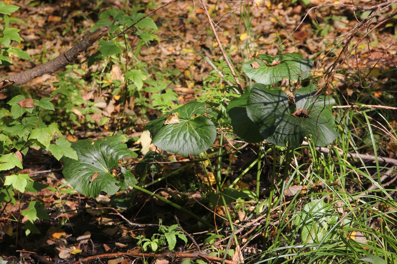 Image of Caltha palustris specimen.