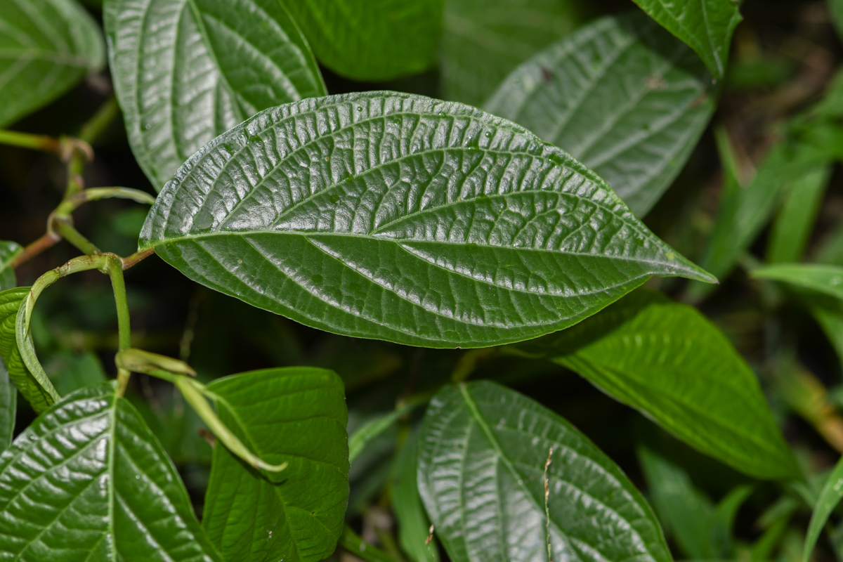 Image of genus Piper specimen.