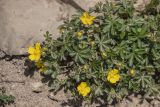 Potentilla sphenophylla. Цветущее растение. Краснодарский край, м/о г. Новороссийск, южный склон Маркотхского хребта, каменистый склон. 02.05.2021.