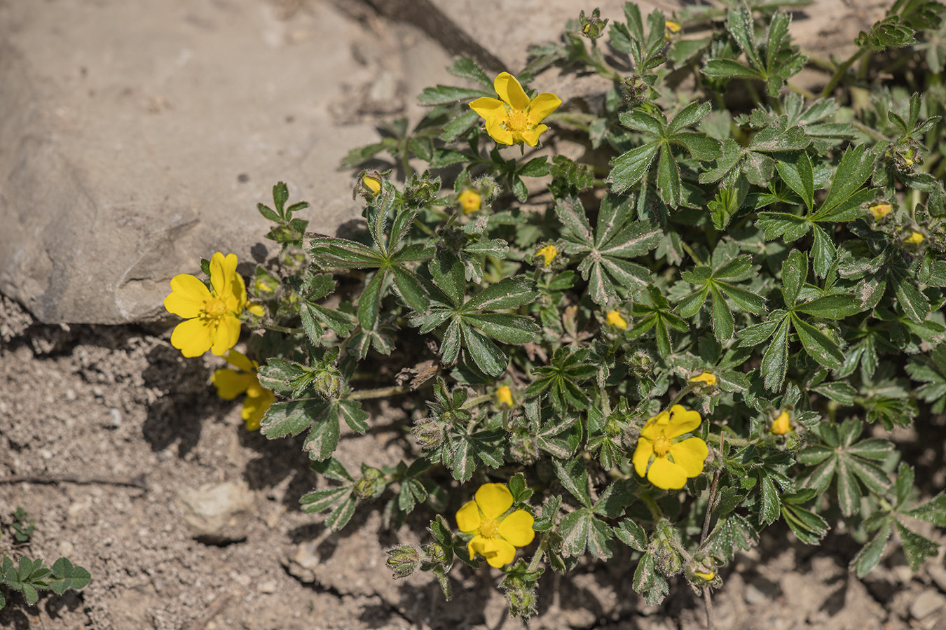 Изображение особи Potentilla sphenophylla.