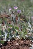 Geranium macrostylum. Цветущее растение. Крым, яйла близ вершины Ай-Петри. 27.05.2021.