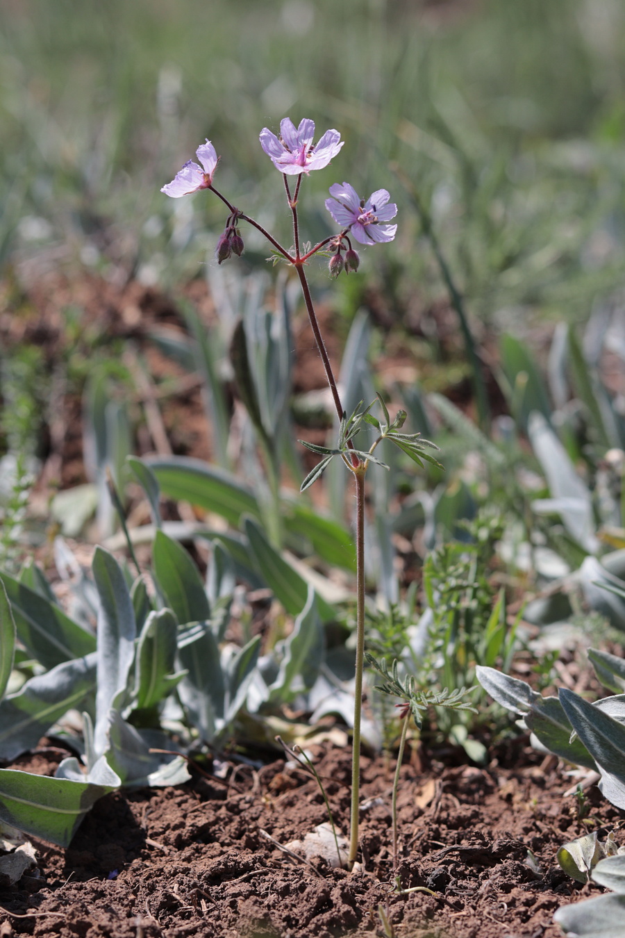 Изображение особи Geranium macrostylum.