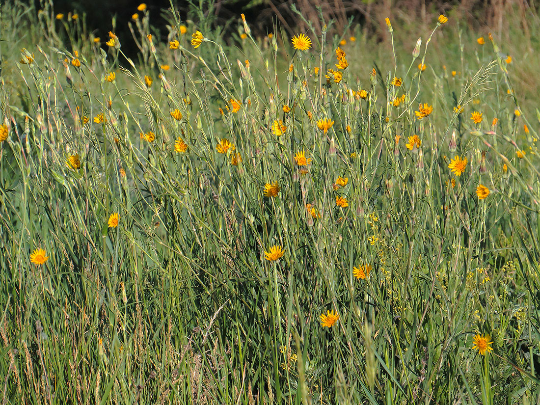 Изображение особи Tragopogon orientalis.