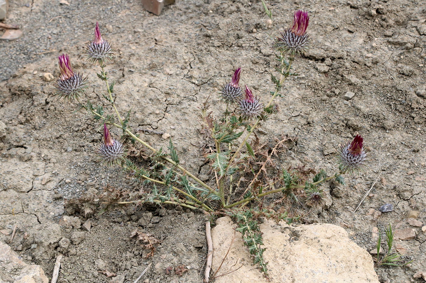 Изображение особи Cousinia rhodantha.