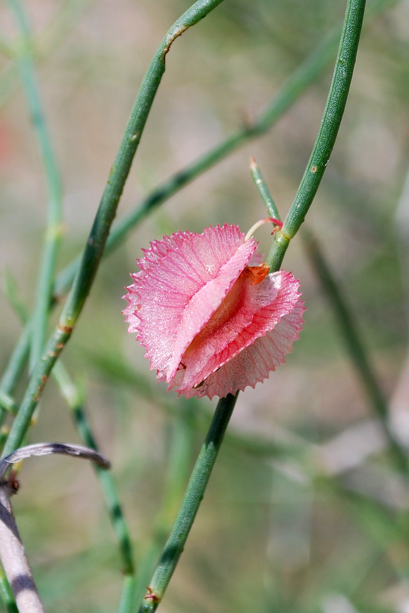 Изображение особи Calligonum leucocladum.