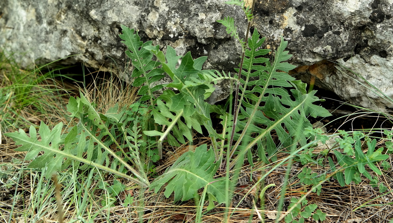 Image of Klasea radiata specimen.