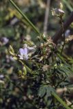 Astragalus silvisteppaceus