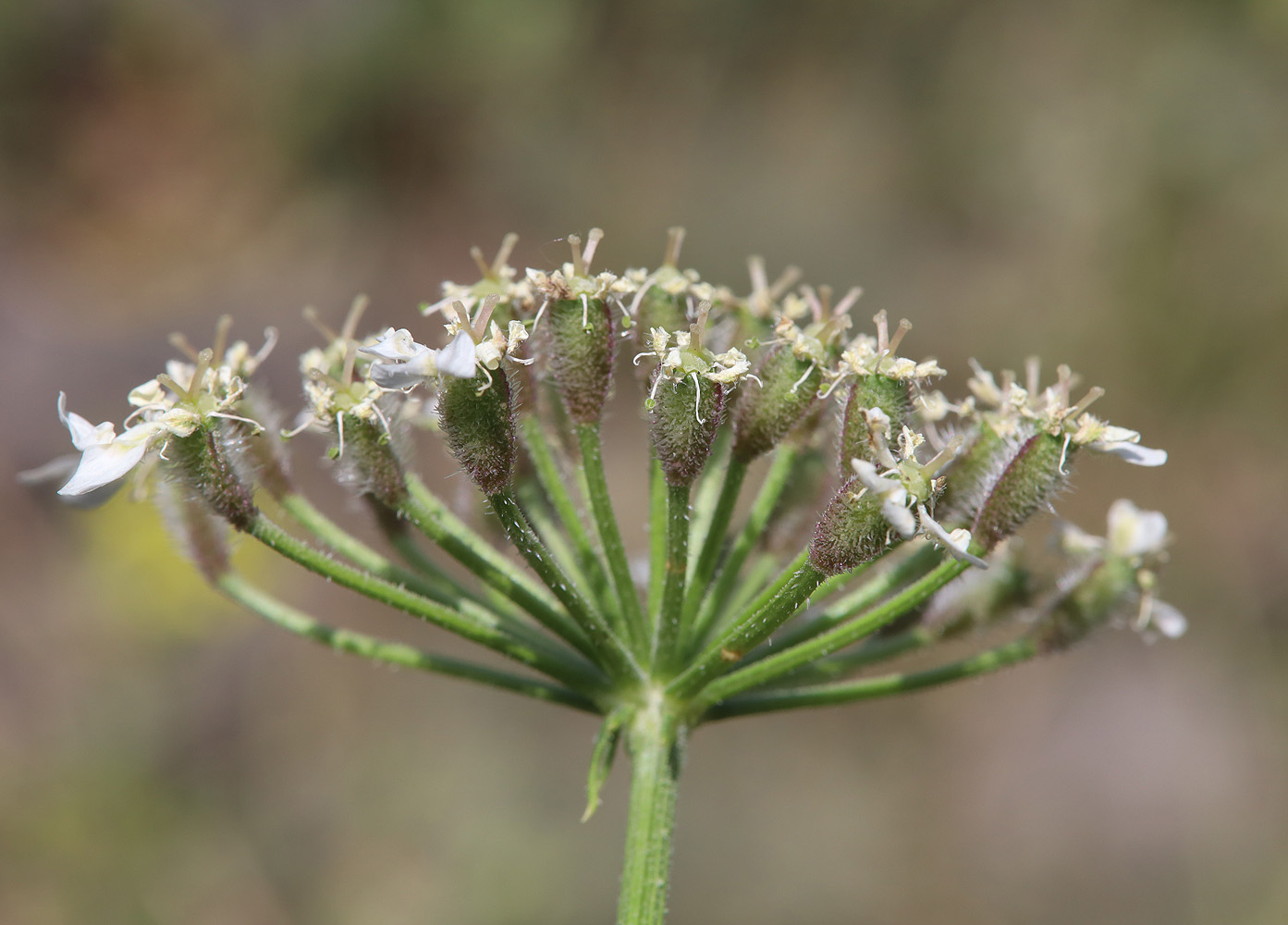 Изображение особи Heracleum grandiflorum.