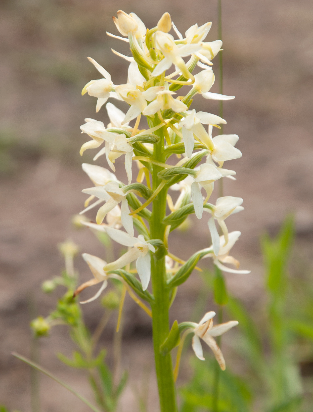 Image of Platanthera bifolia specimen.