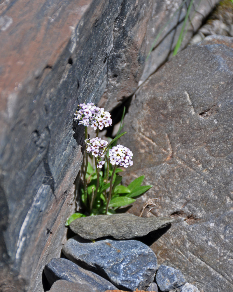 Image of Braya rosea specimen.