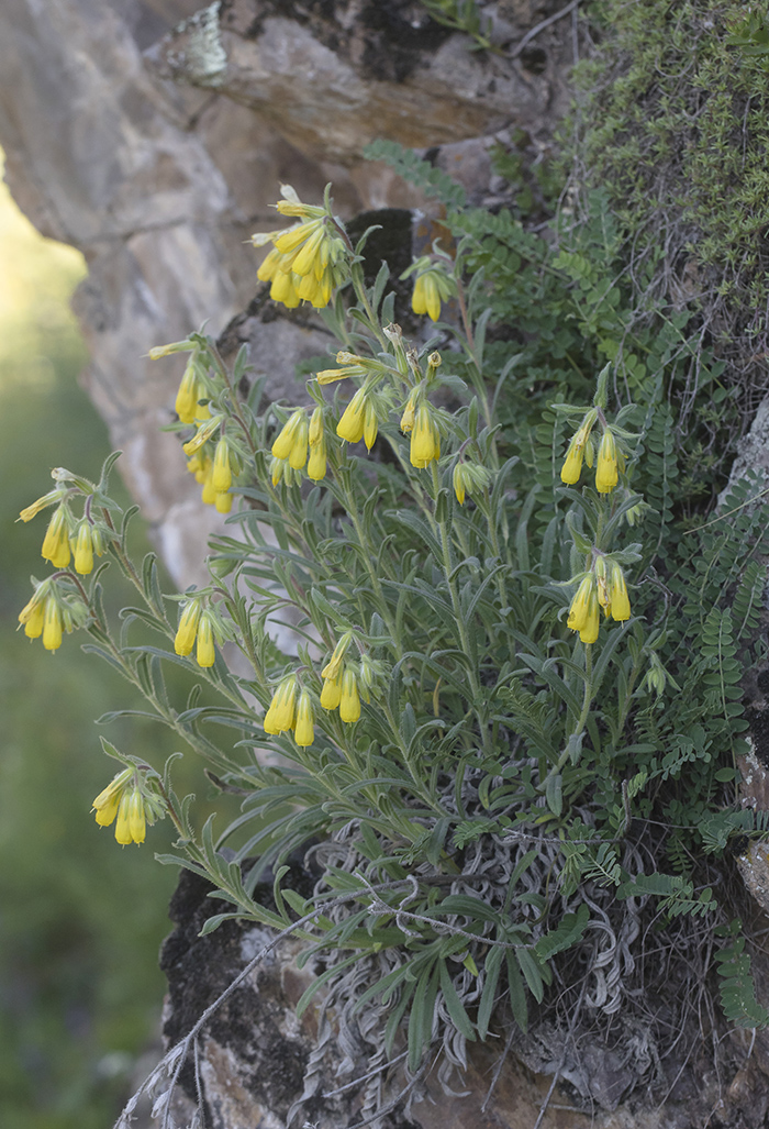 Image of Onosma caucasica specimen.