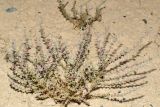 Salsola turkestanica. Цветущие растения. Узбекистан, Андижанская обл., окр. г. Асака, адыры, твёрдая глинистая почва. 12.07.2021.