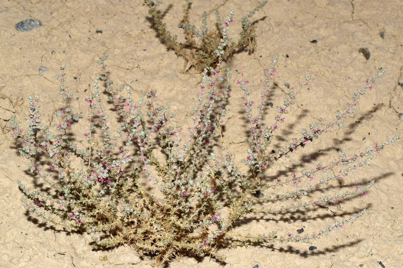 Image of Salsola turkestanica specimen.