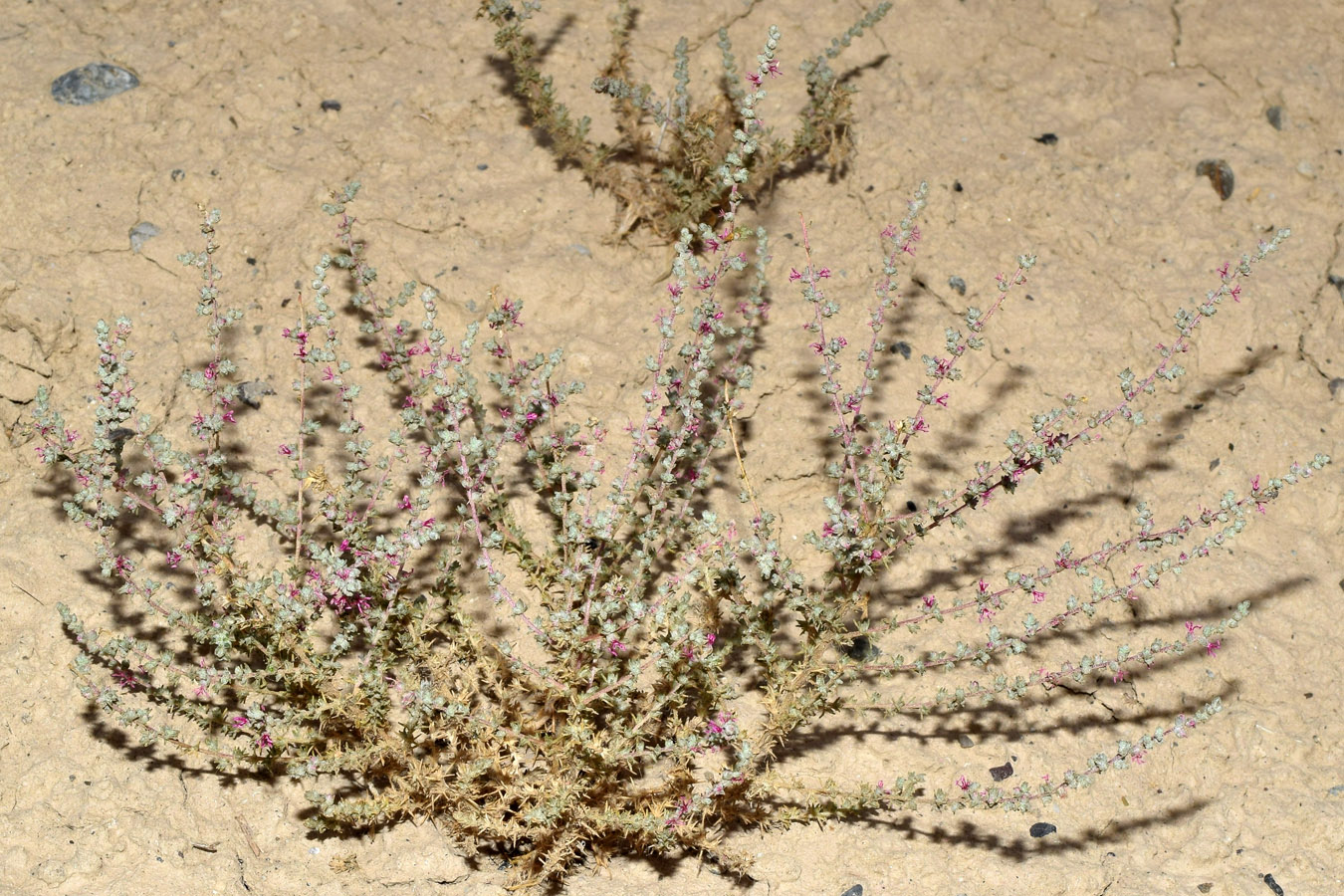 Изображение особи Salsola turkestanica.