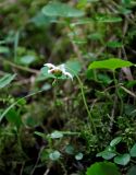 Moneses uniflora. Цветущее растение. Хабаровский край, р-н им. Полины Осипенко, долина р. Гремячий Лог, хвойный лес. 18.07.2021.