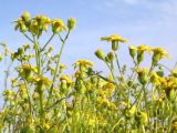 Senecio noeanus