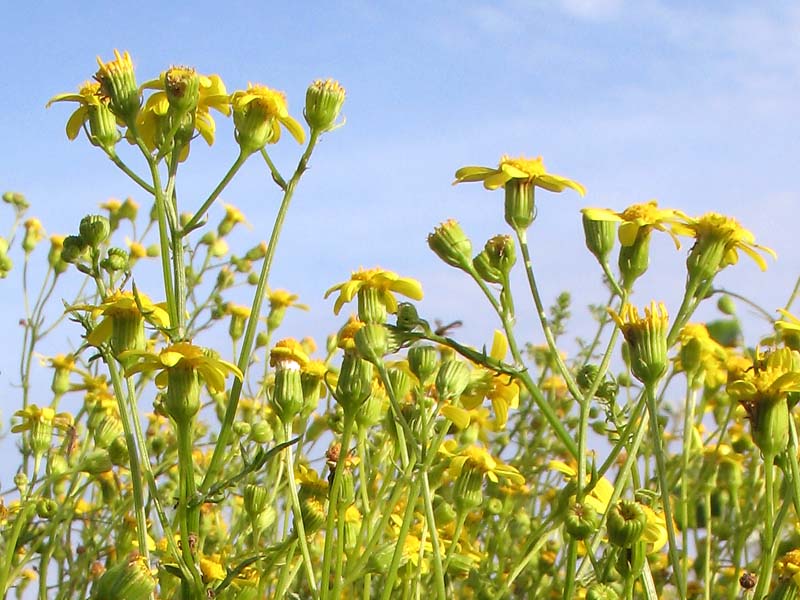 Image of Senecio noeanus specimen.