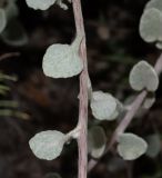 Helichrysum petiolare