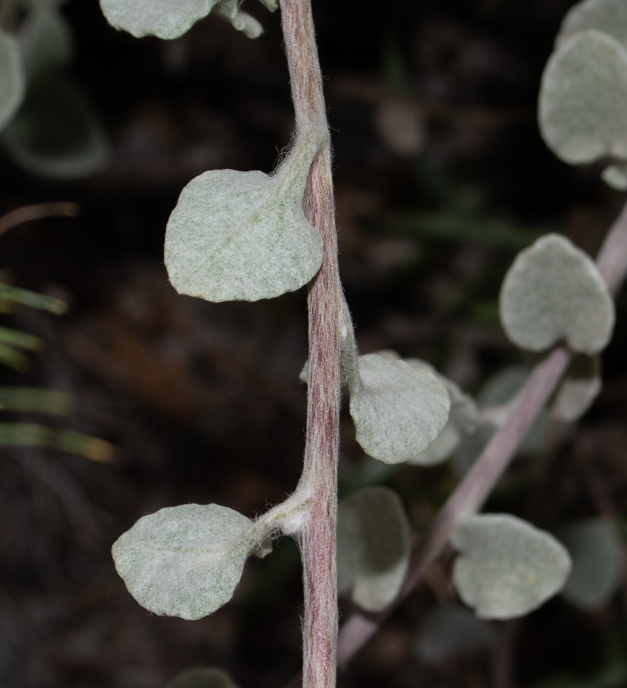 Изображение особи Helichrysum petiolare.