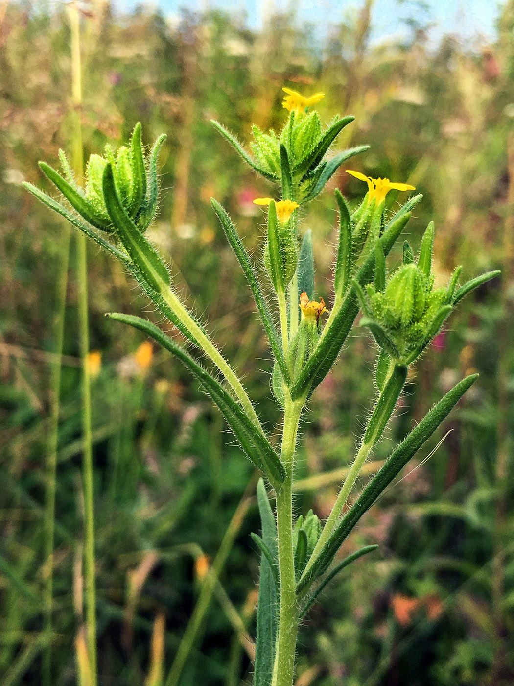 Image of Madia glomerata specimen.