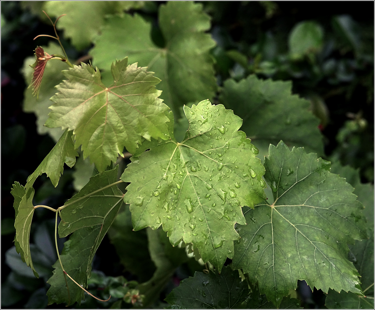 Изображение особи Vitis vinifera.