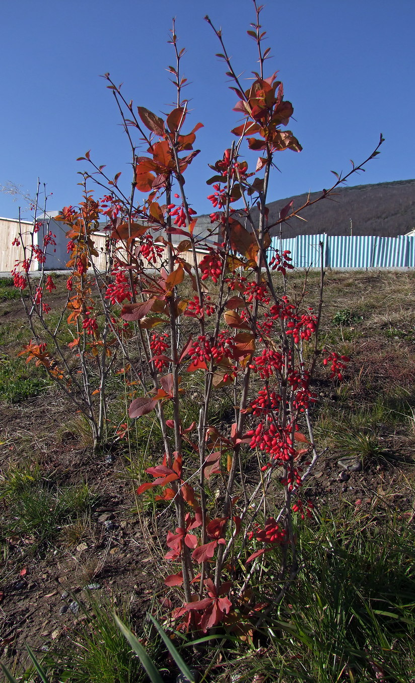 Изображение особи Berberis vulgaris.