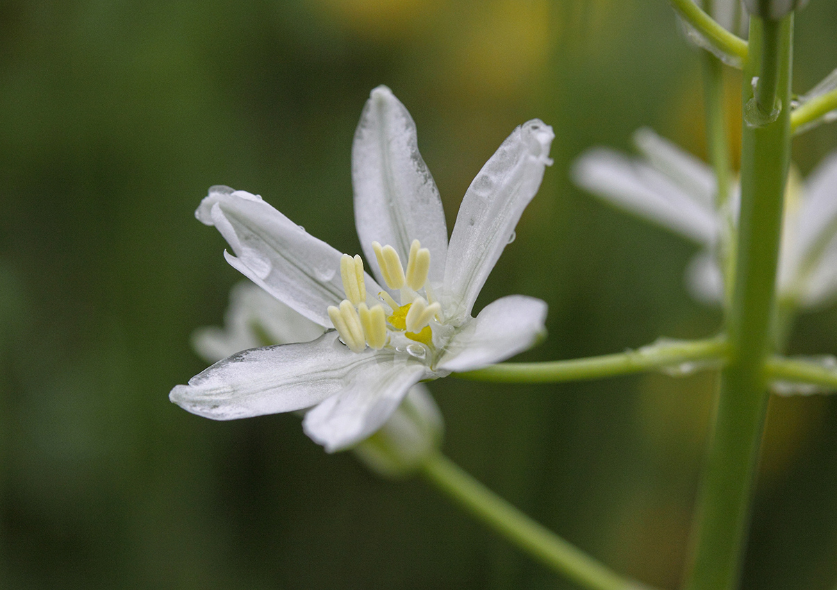 Изображение особи Ornithogalum ponticum.