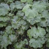 Alchemilla mollis. Листья в каплях дождя. Москва, Аптекарский огород, теневой сад, в культуре. 03.09.2021.