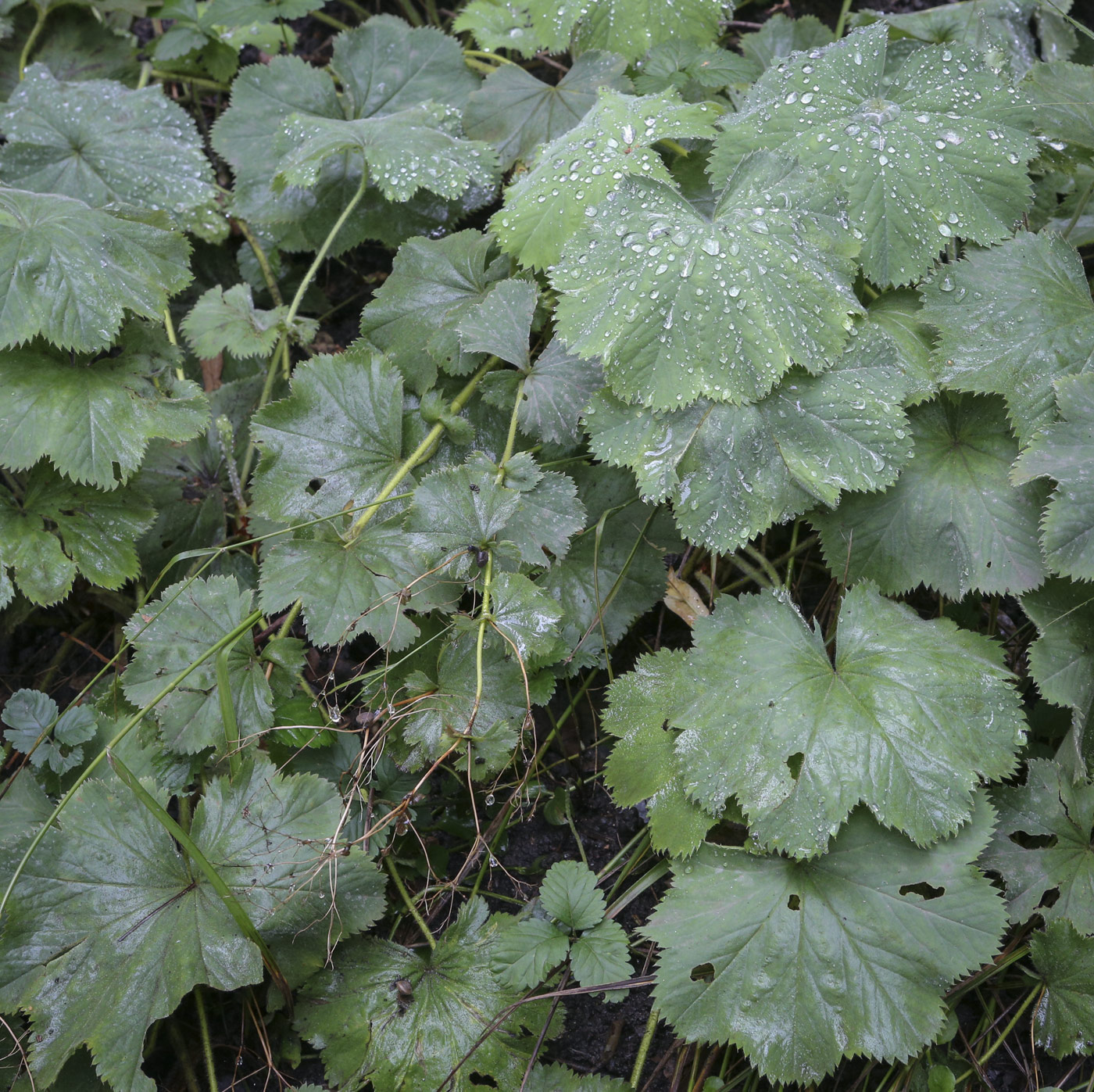 Image of Alchemilla mollis specimen.