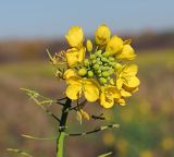 Brassica campestris