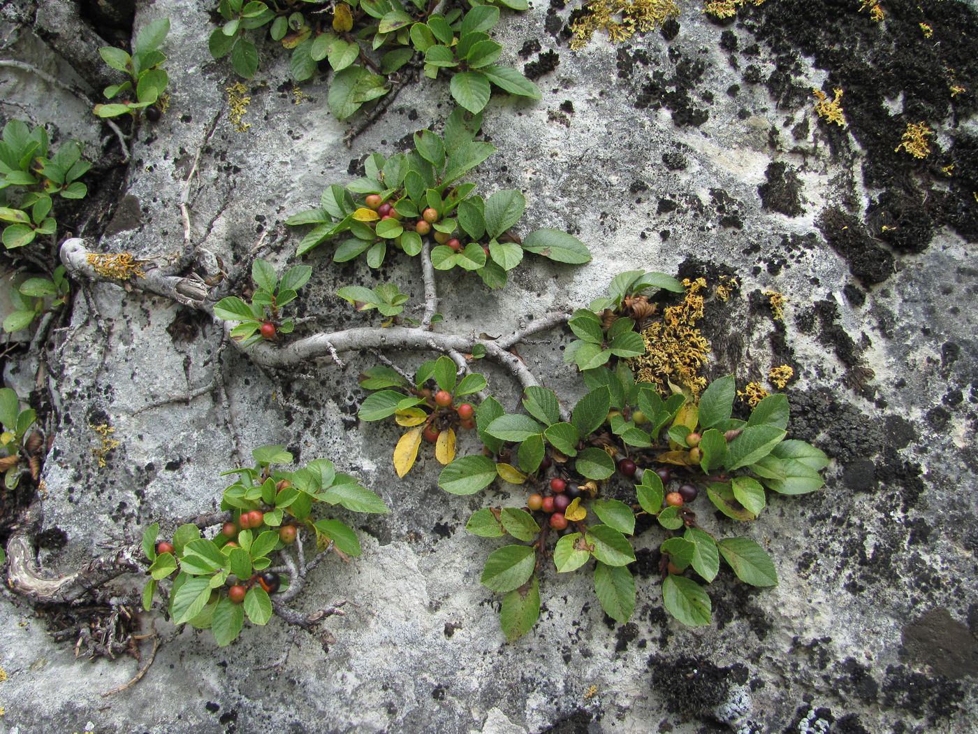 Изображение особи Rhamnus depressa.