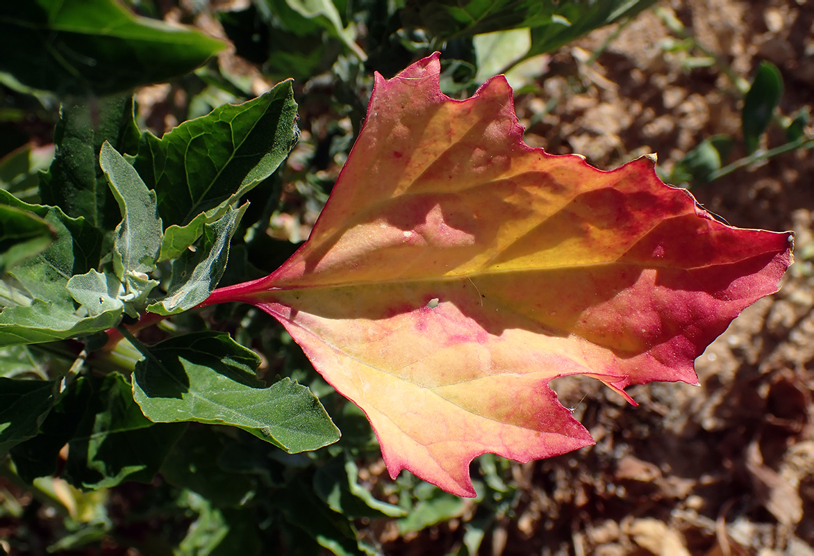Image of Chenopodium opulifolium specimen.