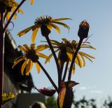 Ligularia dentata. Верхушка побега с соцветиями. Пермский край, пос. Юго-Камский, частное подворье. 7 августа 2021 г.