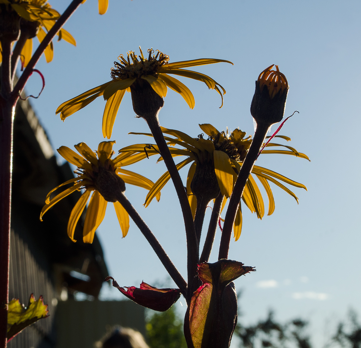 Изображение особи Ligularia dentata.