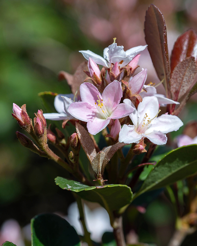 Image of Rhaphiolepis umbellata specimen.