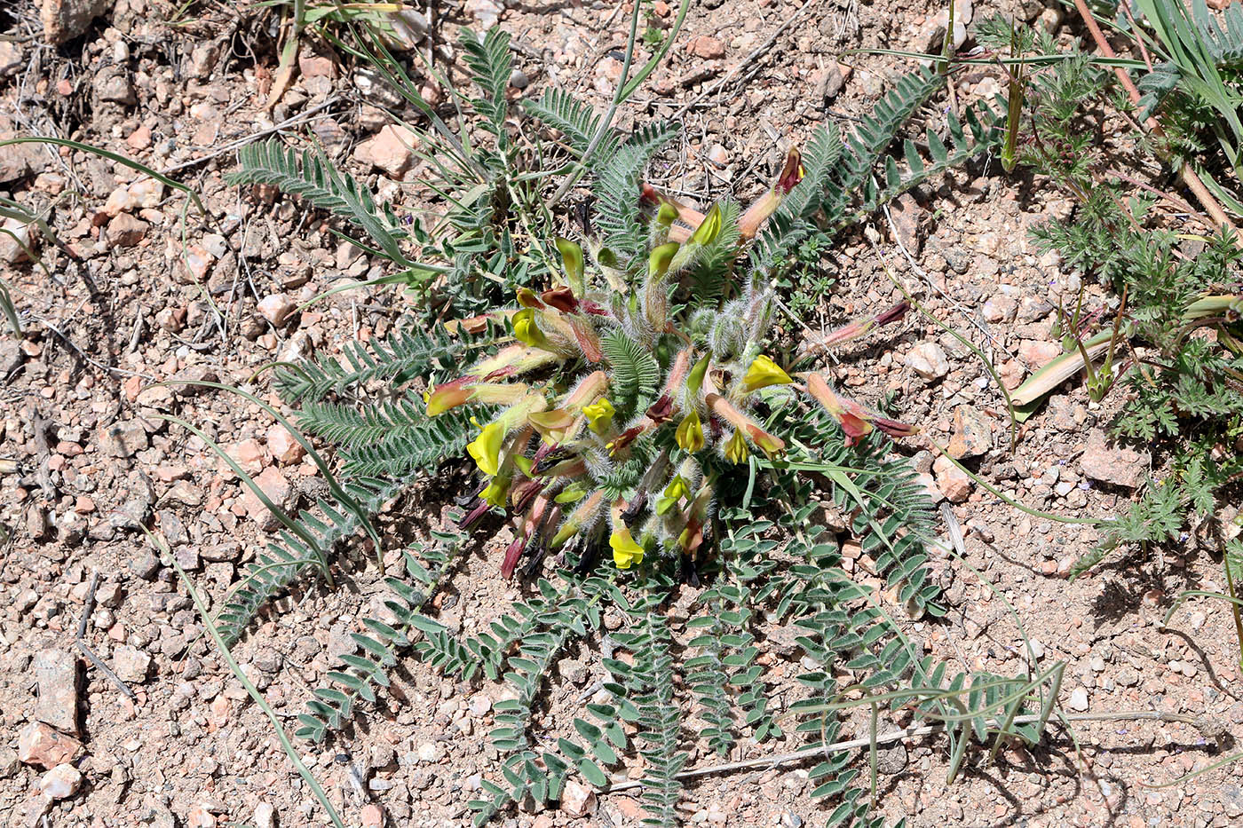 Изображение особи Astragalus atrovinosus.