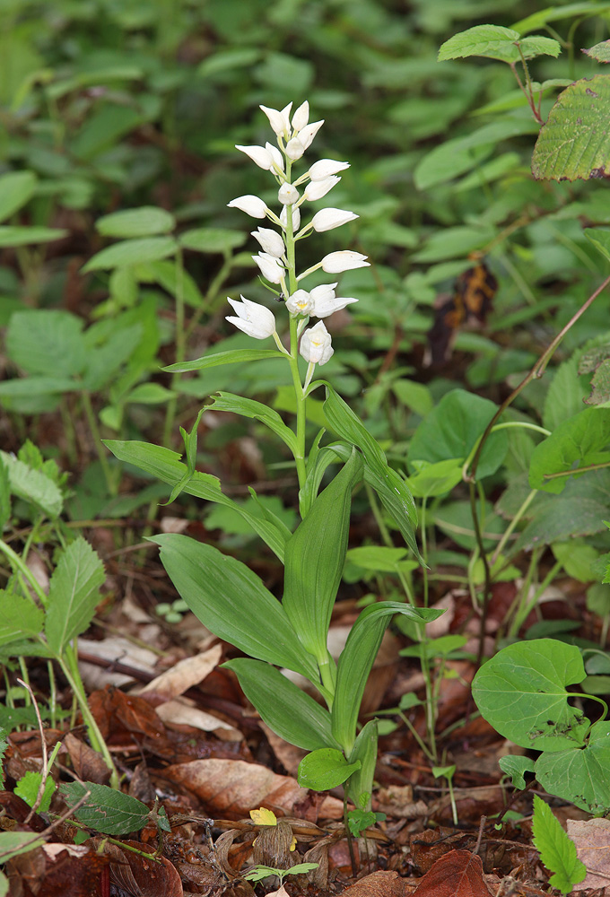 Изображение особи Cephalanthera caucasica.