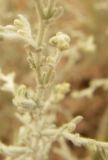 Artemisia semiarida. Часть побега. Казахстан, Актюбинская обл., зимовка Таскора (по топооснове 200k - L40-05). 1 июля 2010 г.
