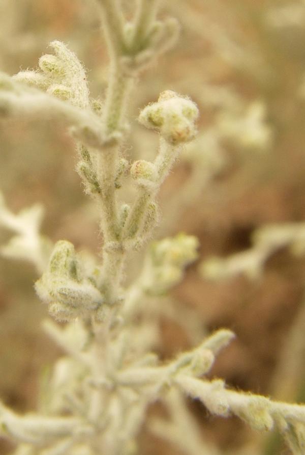Image of Artemisia semiarida specimen.