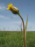 Scorzonera parviflora