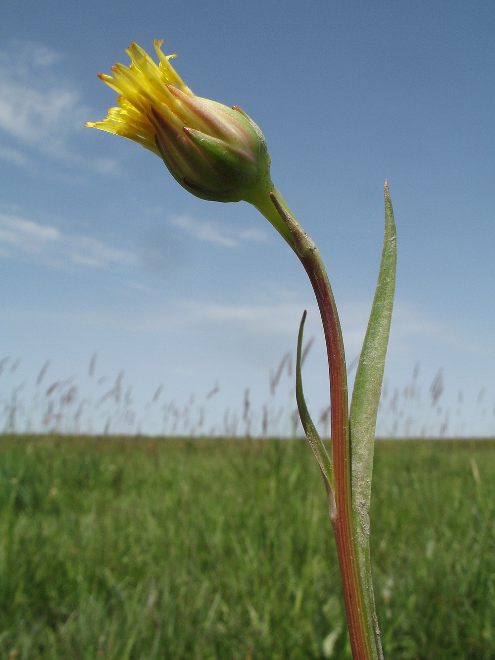 Изображение особи Scorzonera parviflora.